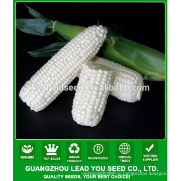 CO05 Meinuo нет.2 F1 гибрид восковой и сладкой продажи белой кукурузы семена 